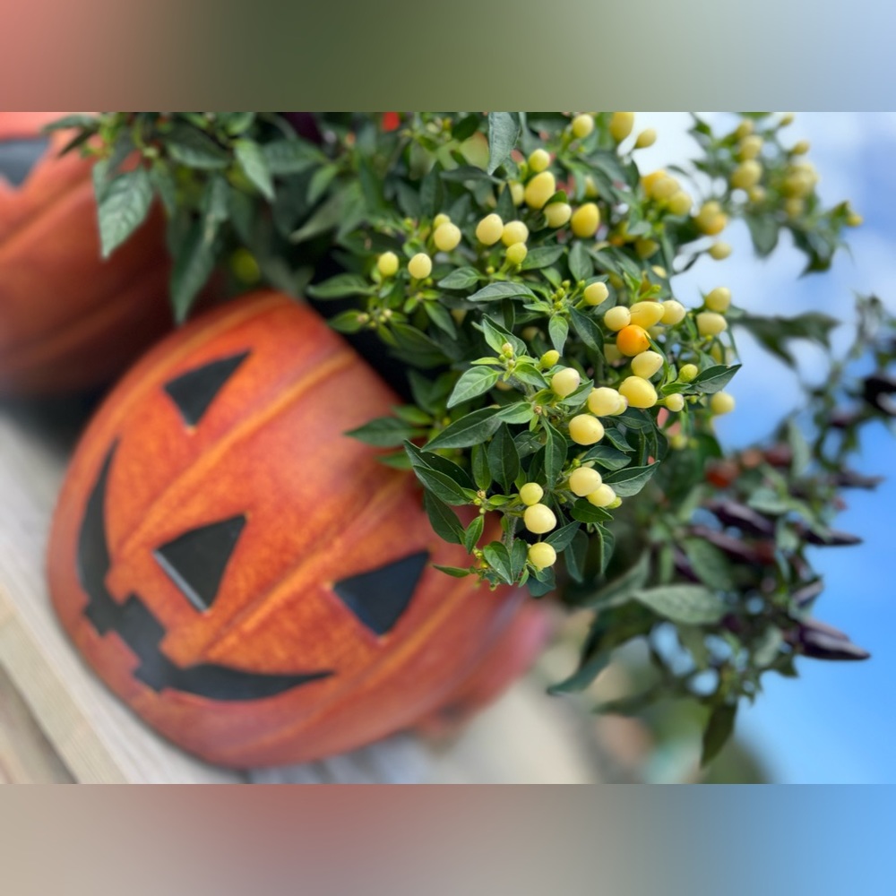 🎃Meet Your Posher✈️🪖